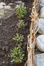 Sprouts flowers