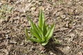 Sprouts flowers