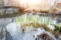 Sprouts of fresh new first green cane reed growing breakthrough frozen water ice crust on pond or river against shining Royalty Free Stock Photo