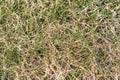 Sprouts of a fresh new green grass grow strongly through old brown grass at lawn, very early spring, snow just smelted in in very Royalty Free Stock Photo