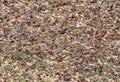 Sprouts of a fresh new green grass grow strongly through old brown grass and leaves under the trees, very early spring, snow just Royalty Free Stock Photo