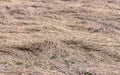 Sprouts of a fresh new green grass grow strongly through old brown grass at wild field, very early spring, snow just smelted in in Royalty Free Stock Photo