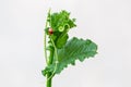 Ladybug perched on pumpkin shoots