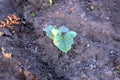 sprouts of the future cucumber Royalty Free Stock Photo