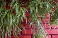 Sprouts of green chlorophytum on the background of a red brick wall. There are many beautiful processes of the indoor