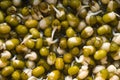 Sprouts green mung beans side view Royalty Free Stock Photo