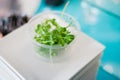 Sprouts of green peas in a glass bowl Royalty Free Stock Photo