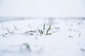 Sprouts of green wheat on a field what covered with the snow. Wheat field covered with snow in winter season. Royalty Free Stock Photo