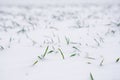 Sprouts of green winter wheat on a field. Agricultural field of winter wheat under the snow with green rows of young wheat Royalty Free Stock Photo