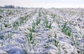 Winter wheat field. Sprouts of green winter wheat on a field covered with the first snow. Wheat field covered with snow in winter Royalty Free Stock Photo