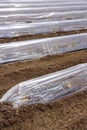 Sprouts greenhouse glass house plastic lines