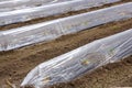 Sprouts greenhouse glass house plastic lines