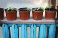 Sprouts in the greenhouse