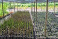 Sprouts growing in pots at the tropical kailyard