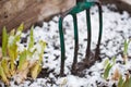 Sprouts of irises in early spring under the snow. Forks in the ground stand next to the flowers. Gardening concept. Template for