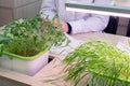 Sprouts of lentils and wheat on the table of a laboratory assistant. Hydroponics. The method of growing plants in water without