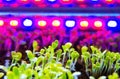 Sprouts of lettuce close up grow under the pink light of phytolamps Royalty Free Stock Photo