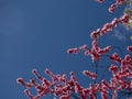 Sprouts of magnolia tree on background of blue sky, during spring period. Budded branch with pink flowers in bloom season