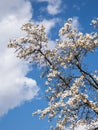 Sprouts of magnolia tree on background of blue sky, during spring period. Budded branch with pink flowers in bloom season Royalty Free Stock Photo