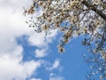 Sprouts of magnolia tree on background of blue sky, during spring period. Budded branch with pink flowers in bloom season Royalty Free Stock Photo