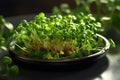 sprouts of microgreens growing in ceramic plate on dark healthy plant bazed vegan diet generative ai Royalty Free Stock Photo