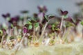Sprouts of microgreens of white mustard, friendly shoots on a special substrate