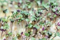 Sprouts of microgreens of white mustard, friendly shoots on a special substrate