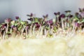 Sprouts of microgreens of white mustard, friendly shoots on a special substrate