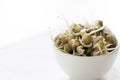 Sprouts: Mung Bean