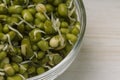 Sprouts of mung beans in a glass bowl on the table close-up. Sprouts macro Royalty Free Stock Photo