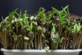Sprouts of mung dal on black background. Seedling plant of soya, peas, beans. Royalty Free Stock Photo