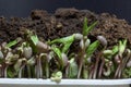 Sprouts of mung dal on black background. Seedling plant of soya, peas, beans. Royalty Free Stock Photo