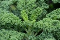 Sprouts of organic Savoy Cabbage at the farmer`s garden in Europe