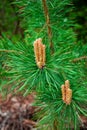 Sprouts on pine branches