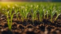 sprouts of plants in the field agricultural closeup green environment plant