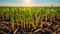 sprouts of plants in the field agricultural closeup green