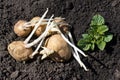 The sprouts of potatoes lying Royalty Free Stock Photo