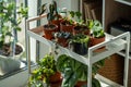 Sprouts potted plant on cart at home. Houseplants - Pilea peperomioides, Alocasia Bambino, Anthurium