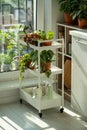 Sprouts potted plant on cart at home. Houseplants - Pilea peperomioides, Alocasia, Scindapsus