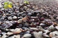 Sprouts purple basil in a greenhouse. Industrial production of greens, cabbage, lettuce, basil.