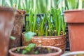 Sprouts purple Muscaria in a flower pot in the garden. Spring. Flowering