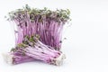 Sprouts red cabbage on white background Royalty Free Stock Photo