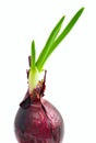 Sprouts of red onion Royalty Free Stock Photo