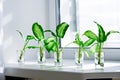 The sprouts of a room flower in glasses with water on the background of the window on the windowsill. Transplanting indoor plants