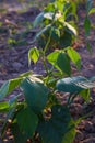 Sprouts of Runner Bean Plant Phaseolus coccineus in early spring