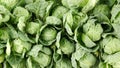 Sprouts of brussels cabbage from a vegetable garden, green background. Royalty Free Stock Photo