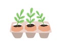 Sprouts or seedlings growing in pots or planters isolated on white background. Plant germination and growth, houseplant