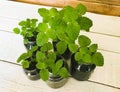 sprouts of seedlings of lemon balm and mint at home in glass jars