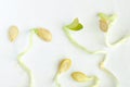 Sprouts and seeds. Royalty Free Stock Photo