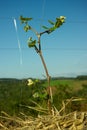 Sprouts on a Small Grape Tree